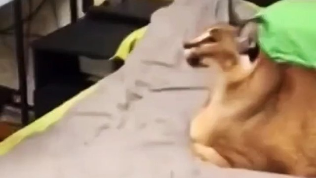 我还以为是气球爆了呢