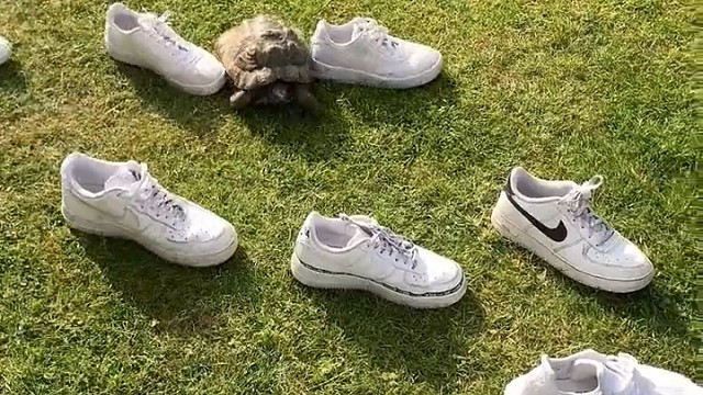 龟龟因为曾被黑鞋踩过，不管多远也要追顶黑鞋！