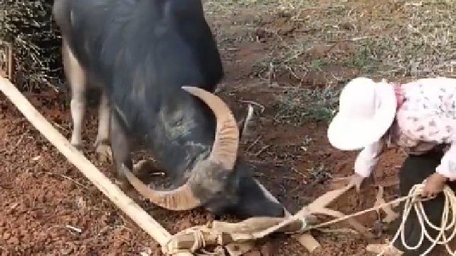 我家要有这样一头牛该多好