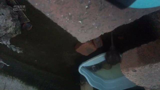 养的乌龟，不愧是缩头乌龟。。。。