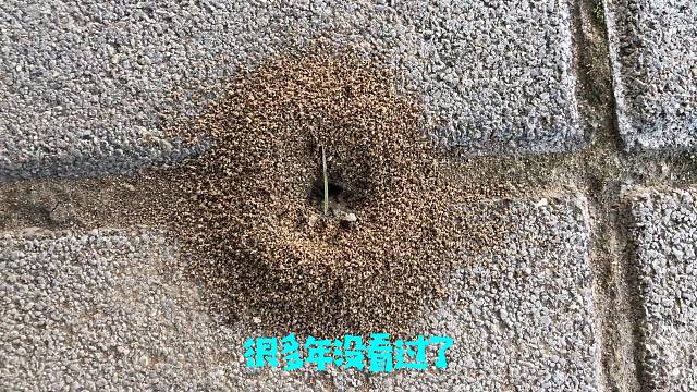 很多年没看过了