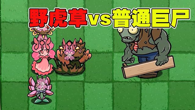 植物大战僵尸：野虎草大战普通巨尸！要加多少辅助他才能打过呢？