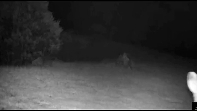 Ma~Ma~有两个兔子在干架~