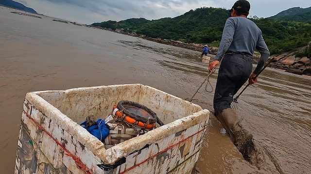 老渔民赶海与众不同，发现两只螃蟹抱在一起，还有卧沙梭子蟹