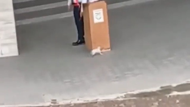 猫：你会躲猫猫吗，我教你呀