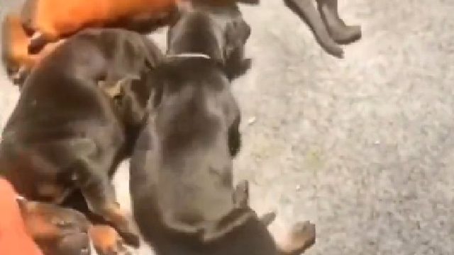 狗狗尾巴昰身体平衡的方向盘！为什么要这么残忍？？