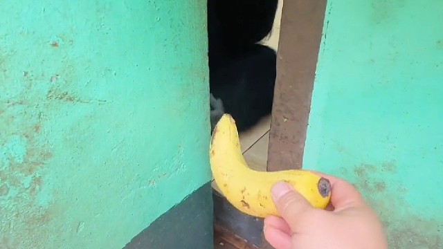 一镜到底，渝辉干饭全程笑脸相迎！绿李子是给他摘的鲜果！#乐和乐都渝辉#可爱到爆炸#看一遍笑一