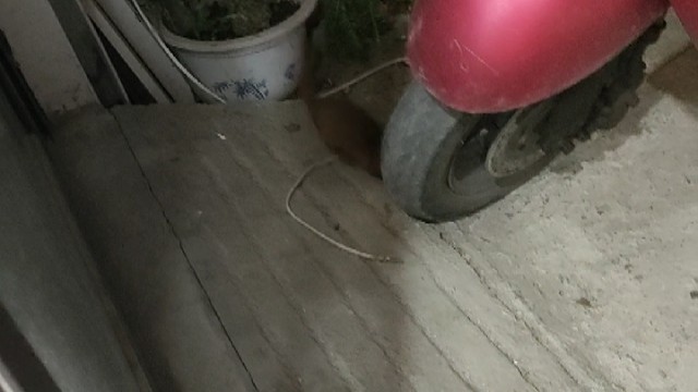 松鼠还是黄鼠狼