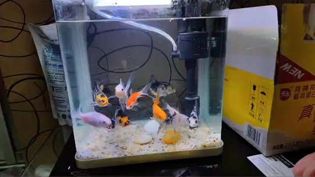 养的鱼摆摆长大了哇