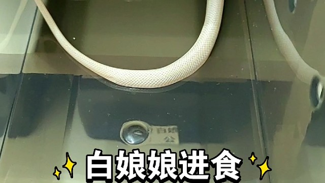 干劲十足的白娘娘（宠物蛇）