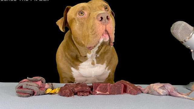 美食博主旺财今天吃袋鼠肉，它很爱吃，每次都是馋得流口水！