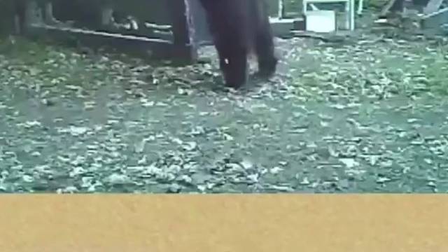 熊：背突然就不痒了呢