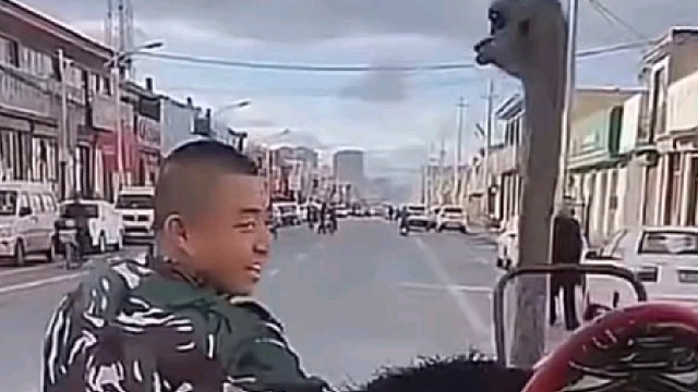 勇敢鸵鸟不怕困难