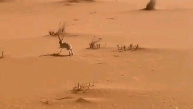 不用速度快该怎么形容它快。