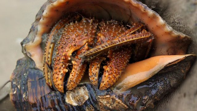 退大潮赶海，抓几个拳头大寄居蟹，今晚夜宵就有了