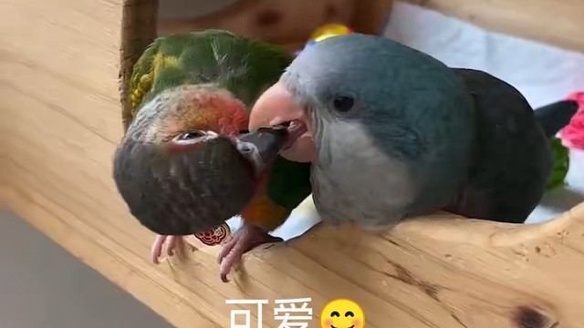 玩玩就扬沙子了呢