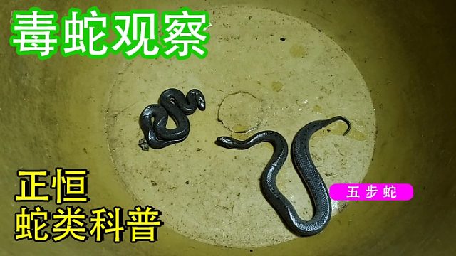 【蛇类科普】毒蛇观察