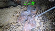 大海退潮后千奇百怪的海鲜真多，有食人葵和海参还有漂亮的兰花蟹