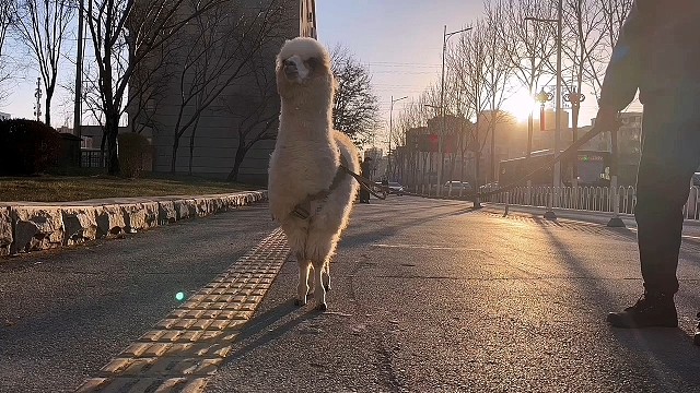 不朝人吐口水的羊驼，超级可爱萌萌哒。