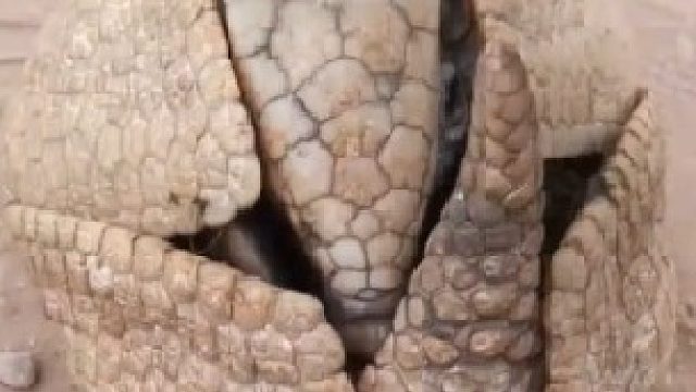 开始以为是只皮球 原来是只小可爱