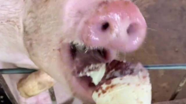 天热了要多吃冰激凌