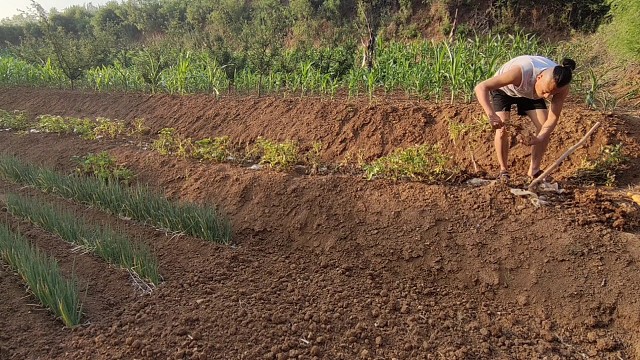 土豆（马铃薯）熟了，