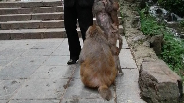 猴妈妈背娃拦路抢劫