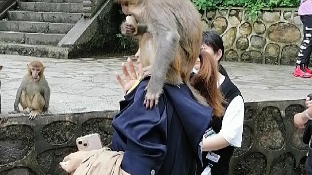 毛猴也喜欢美女