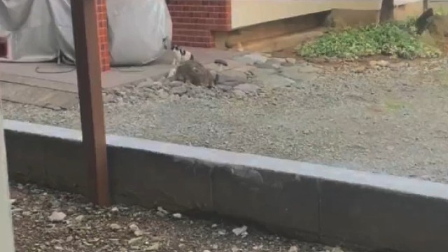 当人用猫语与小奶猫对话时，不料小猫咪越聊越激！动物的迷惑行为#猫咪的迷惑行为