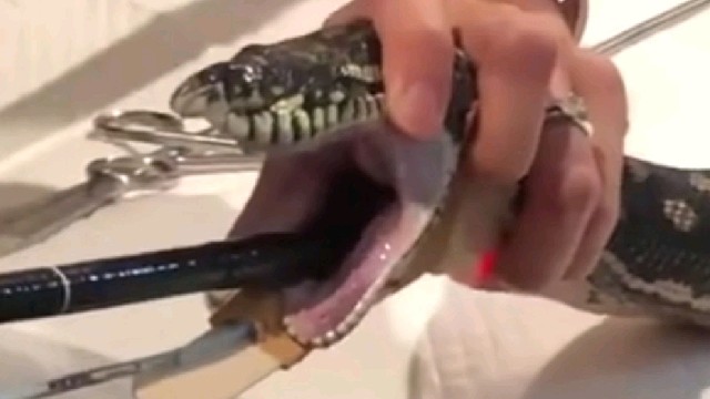 澳大利亚网友养的地毯蟒吞下整条沙滩巾，及时带到了兽医诊所并成功拉出