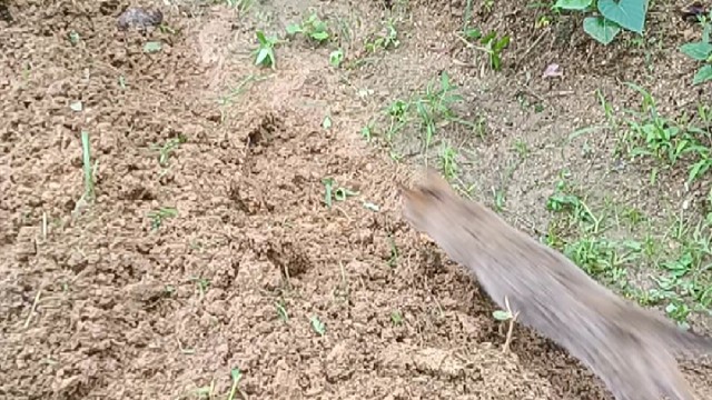 家有狸花猫，捉虫小能手