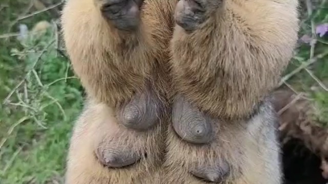 这双排扣真皮大衣真时髦