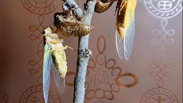 地下潜心修炼三年，只为今日华丽转身。