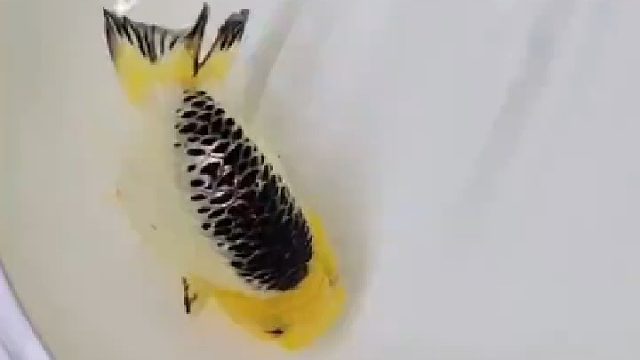 颜值是不是很高