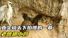 真实镜头下拍摄的一幕，小鸡爸爸不顾自己的生命，誓死抵抗老鹰