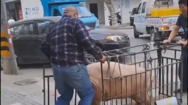 二师兄不太听话