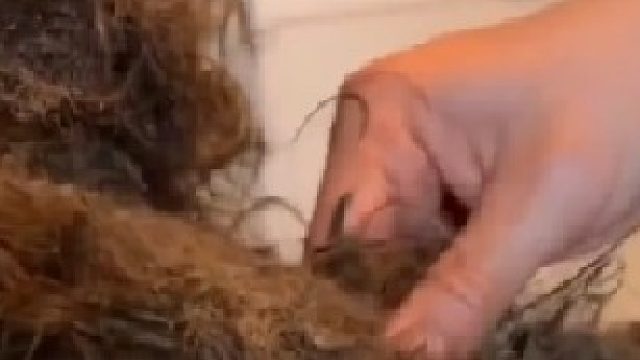 看到最后打理好了我就放心了