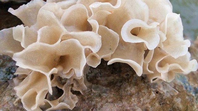 带把菜刀赶海，用它敲藤壶格外顺手，还在礁石上发现罕见石花