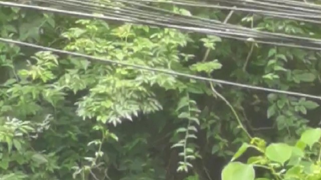 松鼠的叫醒服务