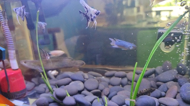 新到的雷龙昨晚跳缸了，早上才找到，不得不说这生命力雀食强