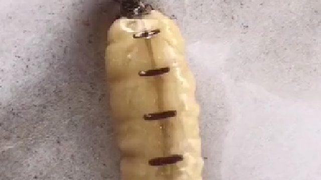 第一次见到蚂后