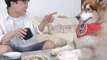 這狗子套路真的深#寵物