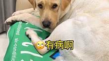 狗子：不跟你急 你沒完了#動(dòng)物圖鑒 