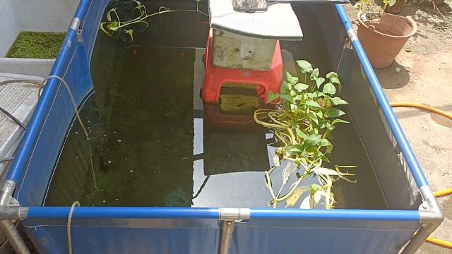 菩萨鱼跟草金鱼混养，草金鱼被菩萨鱼攻击了，网友说野生菩萨鱼才漂亮