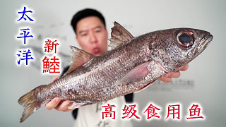 可遇不可求的黑鯥魚(yú)，不管是刺身還是煮付，都非常驚艷