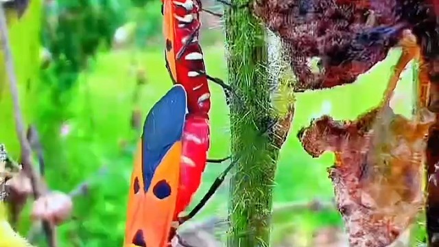 农家小院昆虫世界