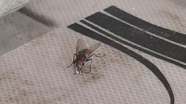 苍蝇吃白糖全过程