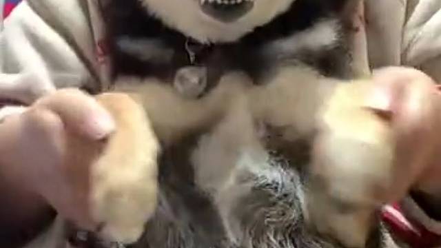 笑不漏齿，你晓得……