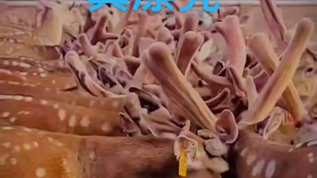 梅花鹿漂亮吗？