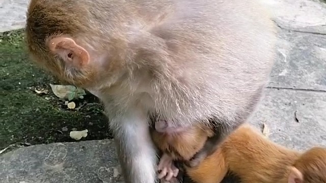 娃儿要从小教育